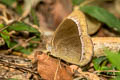 Watson's Bushbrown Mycalesis adamsonii adamsonii