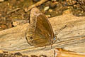 Watson's Bushbrown Mycalesis adamsonii adamsonii