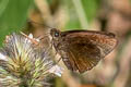 Watson's Demon Koruthaialos swinhoei disca (Rich Brown Coon)