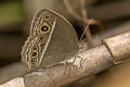 Wavy Bushbrown Mycalesis distanti mucianus