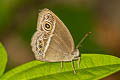 Wavy Bushbrown Mycalesis distanti mucianus