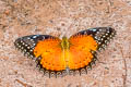 Western Red Lacewing Cethosia biblis biblis