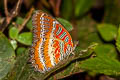 Western Red Lacewing Cethosia biblis biblis