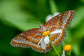 Western Red Lacewing Cethosia biblis biblis