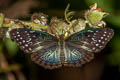 Western Red Lacewing Cethosia biblis biblis