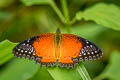 Western Red Lacewing Cethosia biblis biblis