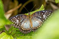 Western Red Lacewing Cethosia biblis perakana