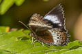 White-banded Palmfly Elymnias dara darina