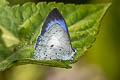 White-banded Hedge Blue Lestranicus transpectus