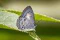 White-banded Hedge Blue Lestranicus transpectus