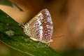 White-banded Oakblue Arhopala ijanensis 