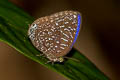 White-dot Oakblue Arhopala democritus democritus