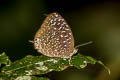 White-dot Oakblue Arhopala democritus democritus