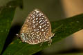 White-dot Oakblue Arhopala democritus ssp.