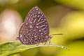 White-dot Oakblue Arhopala democritus ssp.