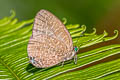 White-dot Oakblue Arhopala democritus ssp.