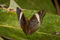 White-edged Blue Baron Euthalia phemius phemius