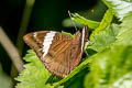 White-edged Blue Baron Euthalia phemius phemius