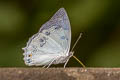 White Emperor Helcyra hemina hemina