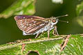 White-fringed Ace Halpe insignis 