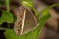 White-line Bushbrown Mycalesis malsara