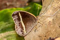 White-line Bushbrown Mycalesis malsara