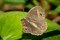 White-line Bushbrown Mycalesis malsara