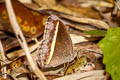 White-line Bushbrown Mycalesis malsara