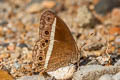 White-line Bushbrown Mycalesis malsara