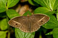 White-line Bushbrown Mycalesis malsara