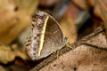 White-line Bushbrown Mycalesis malsara