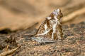 White-spot Beak Libythea narina rohini