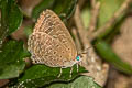 White-stained Oakblue Arhopala aida aida