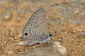 White-tipped Lineblue Prosotas noreia hampsoni