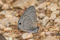 White-tipped Lineblue Prosotas noreia hampsoni