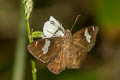 White Banded Flat Celaenorrhinus asmara consertus