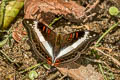 White Commodore Limenitis dudu secius