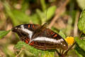 White Commodore Limenitis dudu secius