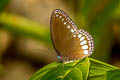 White Diadem Ethope diademoides diademoides