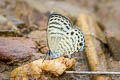 White Lineblue Nacaduba angusta albida