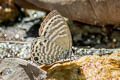 White Lineblue Nacaduba angusta kerriana