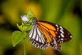 White Tiger Danaus melanippus hegesippus