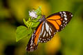 White Tiger Danaus melanippus hegesippus