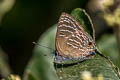 Whiteline Guava Blue Virachola kessuma deliochus (Whiteline Flash)