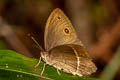 Wood-Mason's-Bushbrown Mycalesis suaveolens duguidi (Vanilla Bushbrown)