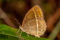 Wood-Mason's-Bushbrown Mycalesis suaveolens duguidi (Vanilla Bushbrown)