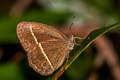 Wood-Mason's-Bushbrown Mycalesis suaveolens duguidi (Vanilla Bushbrown)