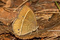 Wood-Mason's-Bushbrown Mycalesis suaveolens duguidi (Vanilla Bushbrown)