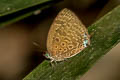 Wood's Oakblue Arhopala barami woodii