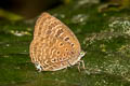 Wood's Oakblue Arhopala barami woodii